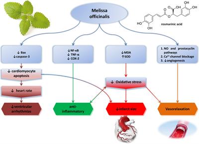 Melissa officinalis L. as a Nutritional Strategy for Cardioprotection